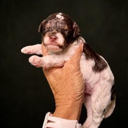 Muffin - Brown male Poodle puppy in Sperry, Oklahoma from PuppyLove Poodles