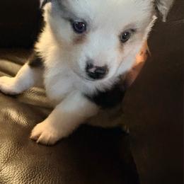 Ivy - Blue merle female Miniature Australian Shepherd puppy in Rensselaer, Indiana from Geri's Dogs