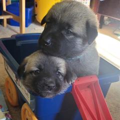 Anatolian Shepherd Dog Puppies from Mulvaney Farms Anatolians