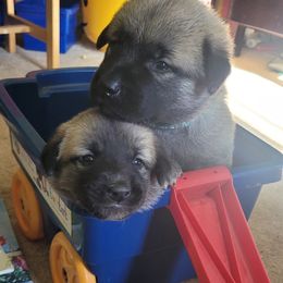 Anatolian Shepherd Dog Puppies from Mulvaney Farms Anatolians
