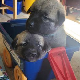 Anatolian Shepherd Dog Puppies from Mulvaney Farms Anatolians