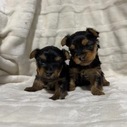 Yorkshire Terrier puppies from Cristian's Yorkshire Terriers