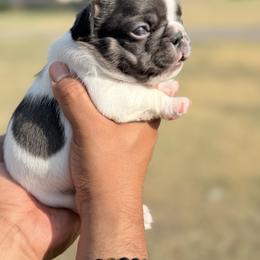 French Bulldog Puppies from Horror Line Frenchies