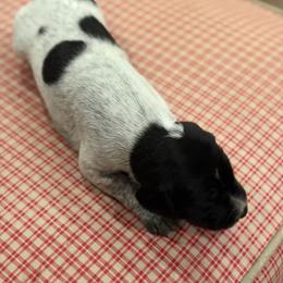 Louise - Black roan female German Shorthaired Pointer puppy in Hot Springs, Virginia from Thunder Mountain Gun Dogs