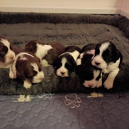 Girl 3 - Black and white female English Springer Spaniel puppy in Thompson, Connecticut from Chivalry English Springer Spaniels