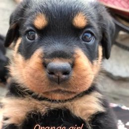 Rottweiler Puppies from Nicolle Stone