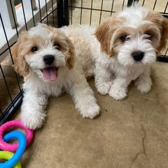 Cavachon Puppies from Brooke Erhard