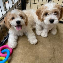 Cavachon Puppies from Brooke Erhard