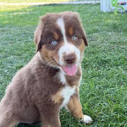 Rose-Red Tri - Red tri-color female Australian Shepherd puppy in Hugo, Colorado from Frying Pan Ranch Australian Shepherds