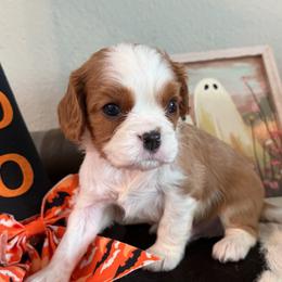 Logan - Blenheim male Cavalier King Charles Spaniel puppy in Kidder, South Dakota from Continental Cavaliers