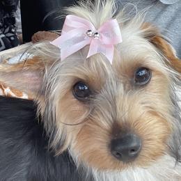Lady - Yorkshire Terrier