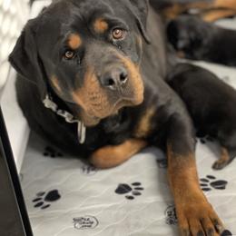 Zuma - Rottweiler