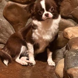 Beignet - Chihuahua