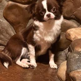 Beignet - Chihuahua