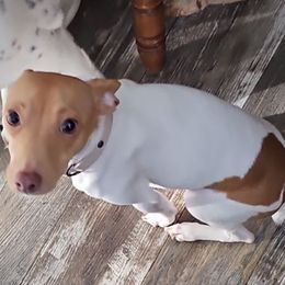 Toy Fox Terrier All Grown Up from Carr's Edition Toy Fox Terriers