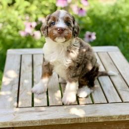 Kahlua - Chocolate merle female Bernedoodle puppy in Mapleton, Utah from Natural Doodle Life