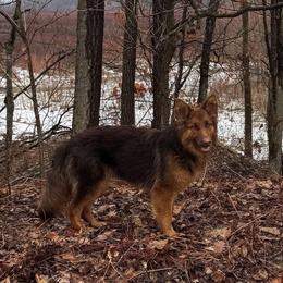 Bocas - Liver female German Shepherd puppy in Watervliet, Michigan from M&M Shepherd Farms