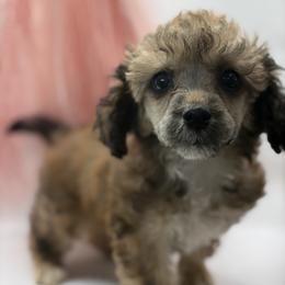 Poodle Puppies from Lixira Poodles