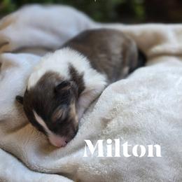 Milton - Sable and white male Shetland Sheepdog puppy in Gladbrook, Iowa from T Triple C Shelties