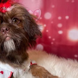 Girl 3 - Liver and white Shih Tzu puppy in Norwalk, California from Shitz Show