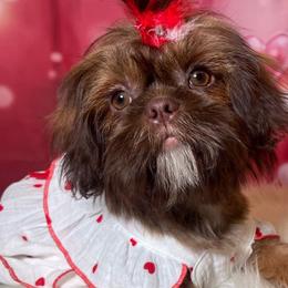 Girl 3 - Liver and white Shih Tzu puppy in Norwalk, California from Shitz Show