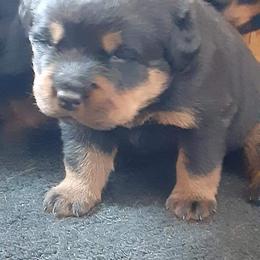 German Shepherd and Rottweiler Puppies from Irish Eyes Von Donahue