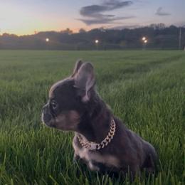 Marc - Blue male French Bulldog puppy in Des Moines, Iowa from Frenchie Dreams Come True