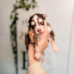 Wren - Chocolate female Pomsky puppy in Cleveland, Ohio from Lake Point Pomskies