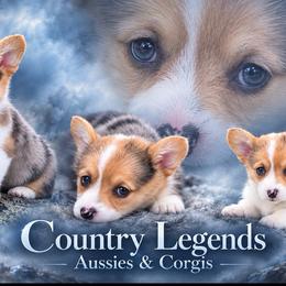 Sky - Sable merle and white female American Corgi puppy in Missouri from Country Legends Aussies & Corgis