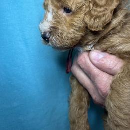 Poodle Puppies from Debi Griego