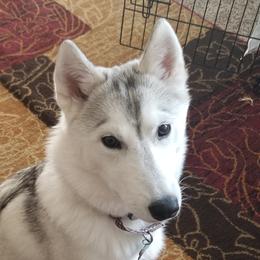 Shay - Siberian Husky