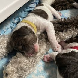 Poodle Puppies from Country Side Kennels