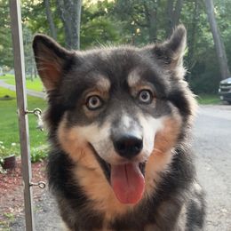 Juneau - Siberian Husky
