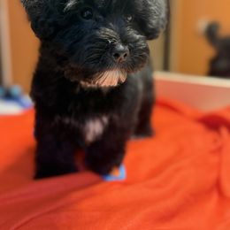 AJ - Black male Yorkipoo puppy in Independence, Kentucky from 4paws4ever by Design