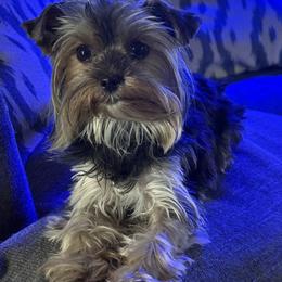 Yorkshire Terrier All Grown Up from Denny Farms Yorkies