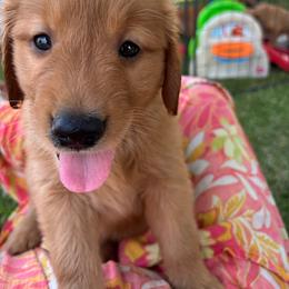 Blue Boy - Dark golden male Golden Retriever puppy in Davisboro, Georgia from Ginger Snap Golden Retrievers
