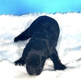 Eagle - Black male Shiloh Shepherd puppy in Griffin, Georgia from Orchard Hills Shilohs