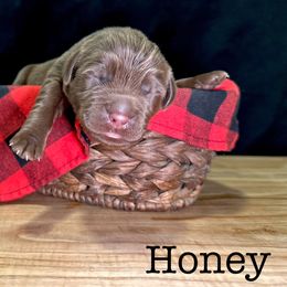 One - Brown female Newfoundland puppy in Tully, New York from Bear Paw Newfoundlands