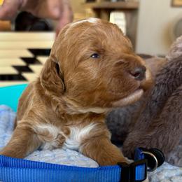 Maple - Red  male Goldendoodle puppy in Chino Valley, Arizona from Bass Creek Doodles