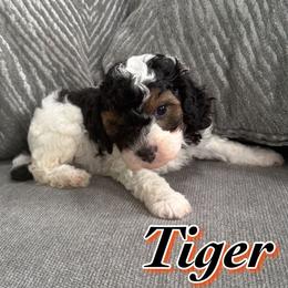 Tiger - Parti male Poodle puppy in Saint Cloud, Florida from Rising Star Kennels