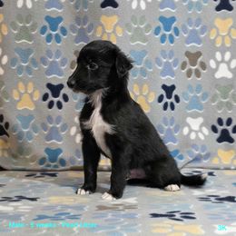 3K - Black male Silken Windhound puppy in Hanna, Oklahoma from Daybreak Silken Windhounds