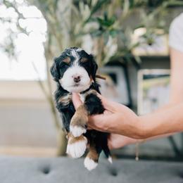 Danny - Tri-color male Bernedoodle puppy in Murray, Utah from Sun Valley Doodles