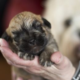 Dandie Dinmont Terrier Puppies from Bonnyrigg