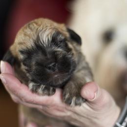 Dandie Dinmont Terrier Puppies from Bonnyrigg