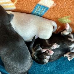 Chihuahua Puppies from Wild Mountain Chihuahuas