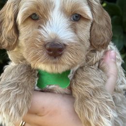 Green collar - Caramel cream male Australian Labradoodle puppy in Fontana, California from Grammy's Puppy Love doodles and poodles