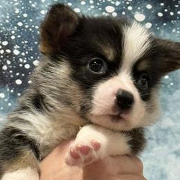 Caryl - White and black female Pembroke Welsh Corgi puppy in La Plata, Maryland from Signature Corgis