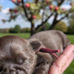 Maddox - Chocolate male Shih Tzu puppy in Claxton, Georgia from Small Pawz Kennel