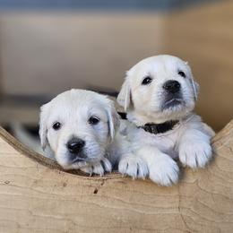 Charlie Boy - Light golden male Golden Retriever puppy in Citrus Heights, California from NorCalGoldens
