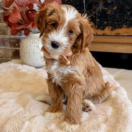 Dan - Apricot male Goldendoodle puppy in Arizona from Daisy Mountain Doodles